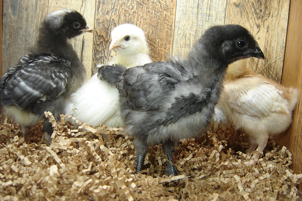5 Pullet Chicks Week 2 - Gold Comet, Barred Rock, Amber White, Lavendar Orpington, & Steel Blue